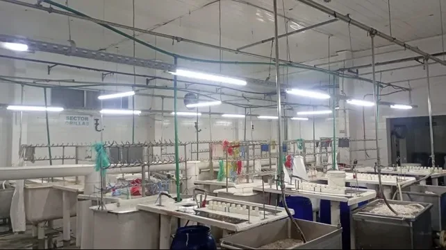 Después de seis meses sin cobrar, trabajadores del frigorífico Euro lograron reactivar la producción